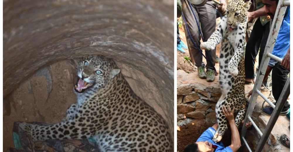 Una hembra leopardo sobrevivió milagrosamente tras caer en un hoyo de 30 metros de profundidad