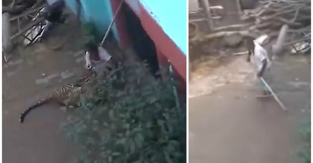 Impresionante batalla entre un hombre y un leopardo, que había atacado de gravedad a 3 personas Impresionante batalla entre un hombre y un leopardo, que había atacado de gravedad a 3 personas