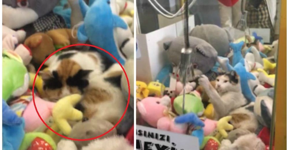 Intentaron sacar un peluche de una máquina de juegos y se llevaron una peluda sorpresa