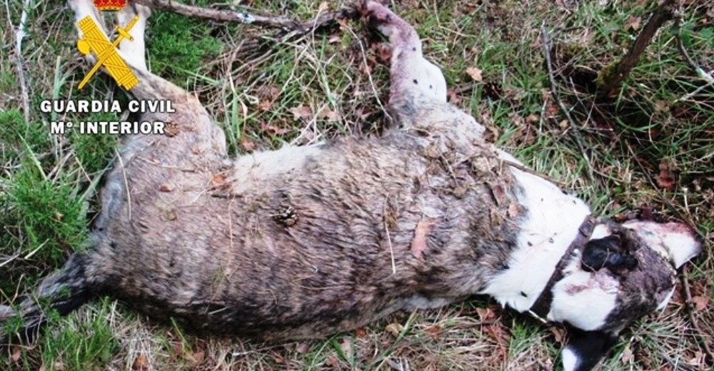 Un perro sin vida fue arrojado tras ser brutalmente golpeado en la cabeza hasta morir desangrado Un perro sin vida fue arrojado tras ser brutalmente golpeado en la cabeza hasta morir desangrado