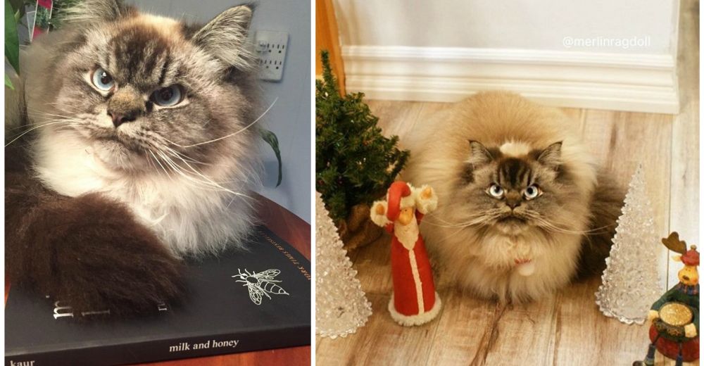 Merlin, el gato que odia absolutamente todo… incluso la Navidad