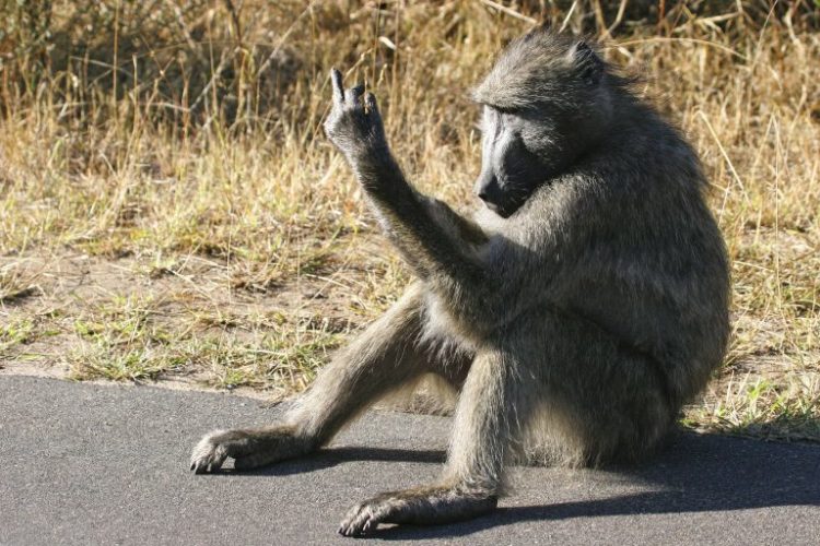 Uppss Este mono tiene peculiar y grosero modo de espantar a los | Zoorprendente