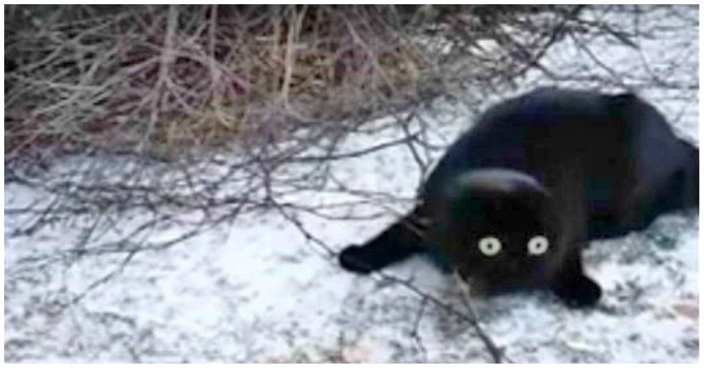 Este gato tiene su primer contacto con la nieve y tiene la reacción más adorable