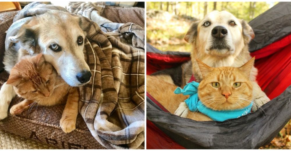 No soportaba a los perros y ahora uno es su mejor amigo y compañero de aventuras