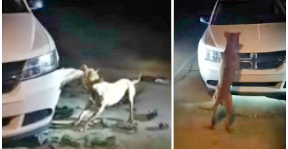 Una mujer amenazó con disparar a este cachorro solo porque jugaba frenéticamente contra su auto Una mujer amenazó con disparar a este cachorro solo porque jugaba frenéticamente contra su auto
