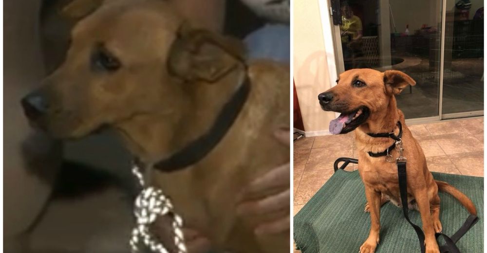 Encuentran un perro después de pasar 3 meses comiendo restos de caballo en un bosque Encuentran un perro después de pasar 3 meses comiendo restos de caballo en un bosque