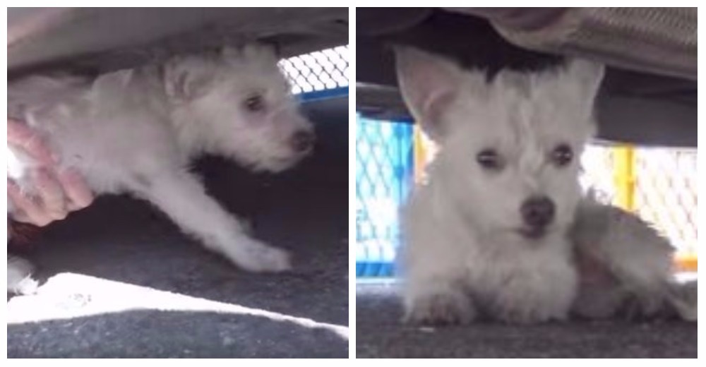 Esta perrita de 5 meses permanecía asustada debajo de un auto… hasta que llegaron a rescatarla