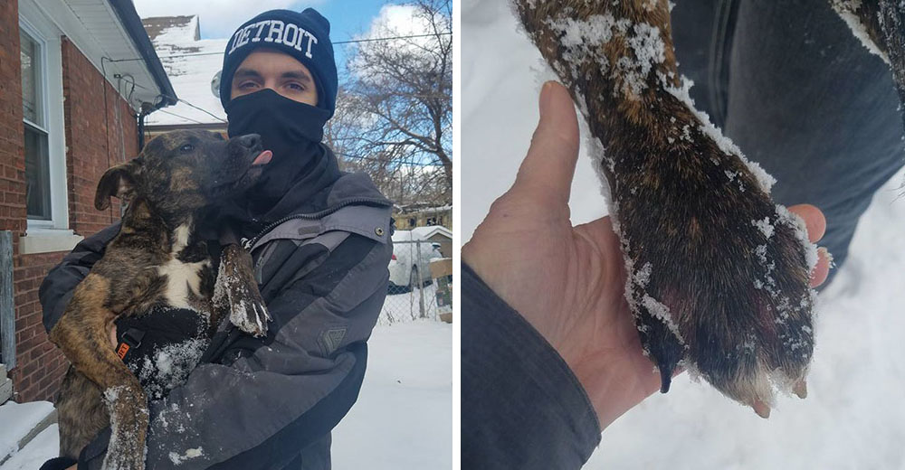 Pretendían que esta perrita se congelara fuera de casa durante una tormenta de nieve