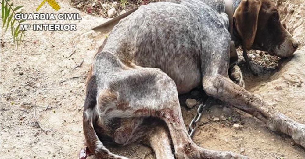 Detienen a un hombre en Valencia por atar a un perro a un árbol y desnutrirlo hasta la muerte