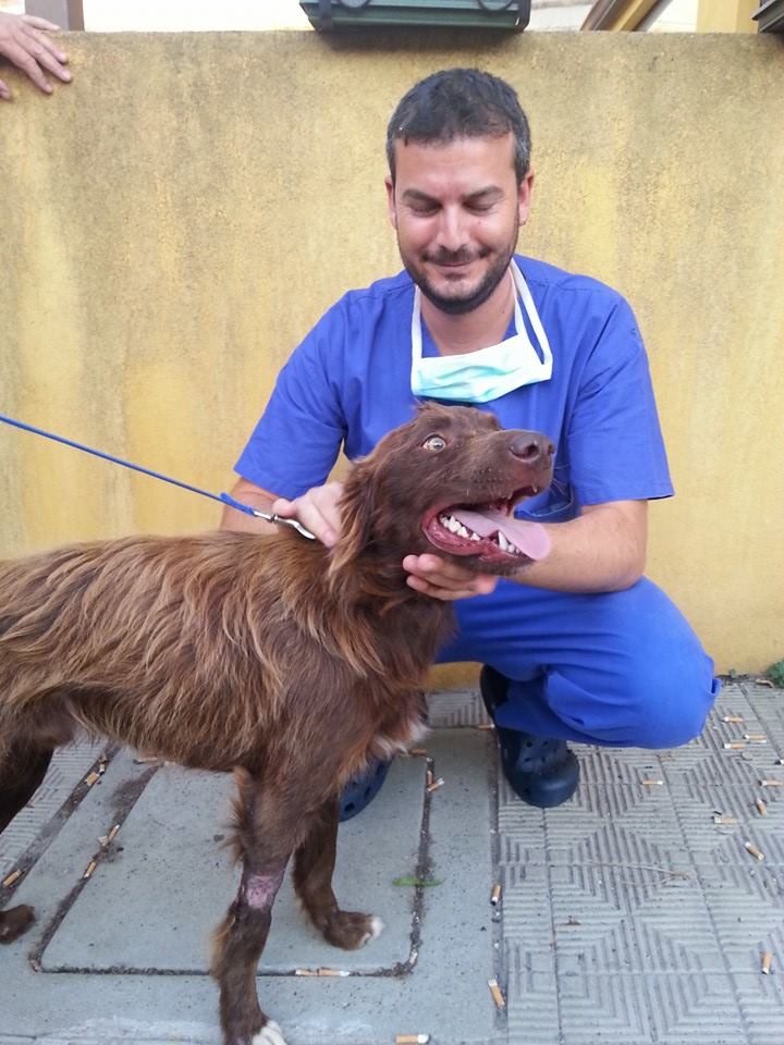 Messina perro rescatado bolsas basura paralisis patas Dominique Mastroianni pelirrojo canela labrador adopcion mascotas 