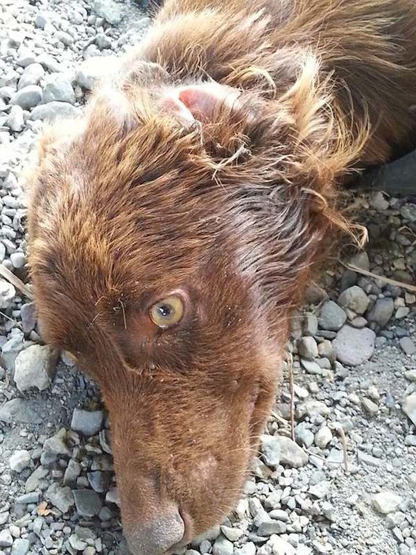 Messina perro rescatado bolsas basura paralisis patas Dominique Mastroianni pelirrojo canela labrador adopcion mascotas 