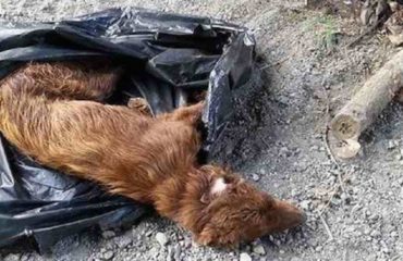Messina perro rescatado bolsas basura paralisis patas Dominique Mastroianni pelirrojo canela labrador adopcion mascotas