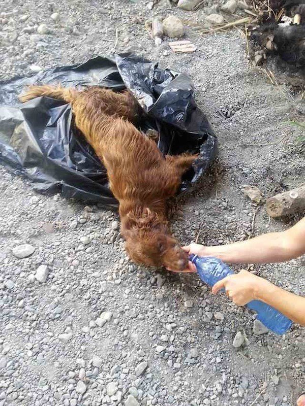 Messina perro rescatado bolsas basura paralisis patas Dominique Mastroianni pelirrojo canela labrador adopcion mascotas 