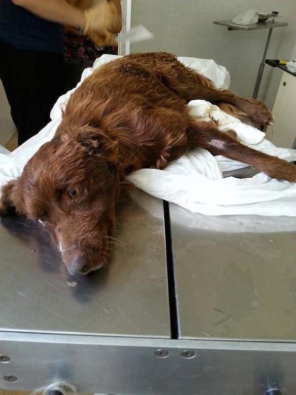 Messina perro rescatado bolsas basura paralisis patas Dominique Mastroianni pelirrojo canela labrador adopcion mascotas 