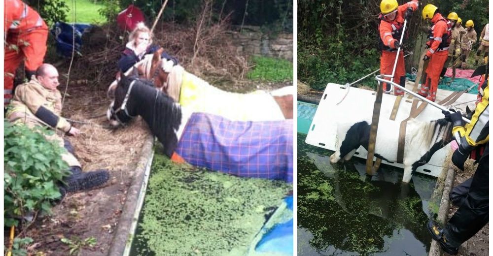 Un increíble operativo de rescate logró salvar a 2 caballos tras caer en el fondo de una piscina