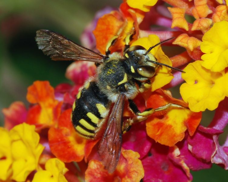 4 plantas que debes cultivar en tu jardin para salvar a las abejas save the bees ecologia jardineria cultivo horticultura