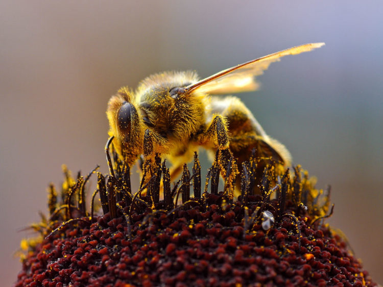 4 plantas que debes cultivar en tu jardin para salvar a las abejas save the bees ecologia jardineria cultivo horticultura