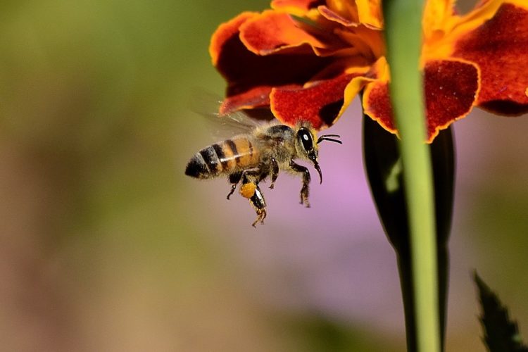 4 plantas que debes cultivar en tu jardin para salvar a las abejas save the bees ecologia jardineria cultivo horticultura