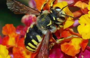 4 plantas que debes cultivar en tu jardin para salvar a las abejas save the bees ecologia jardineria cultivo horticultura