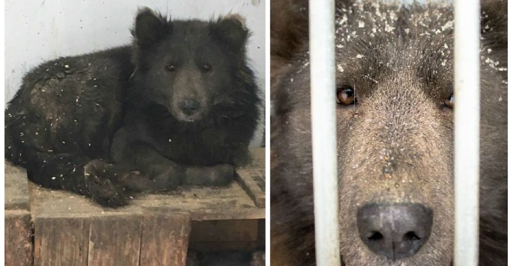 ¿Es un oso o un perro? – El misterioso animal del que todos hablan, pero nadie quiere adoptar ¿Es un oso o un perro? – El misterioso animal del que todos hablan, pero nadie quiere adoptar