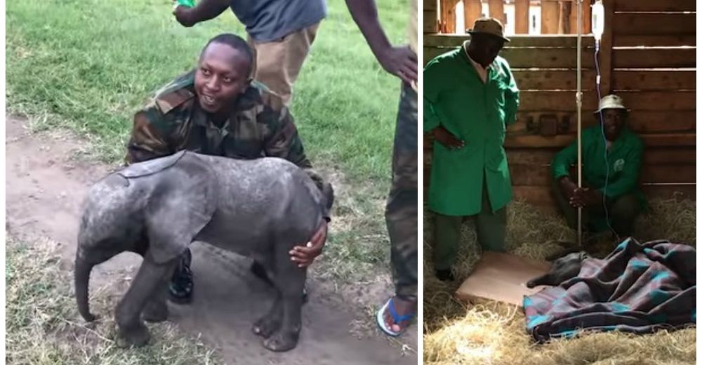 Este bebé elefante abandonado era tan diminuto que pudieron rescatarlo en helicóptero