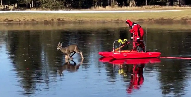 departamento de bomberos de sunriver en oregon rescatan un venado atrapado en el hielo delgado y resbaloso con un nuevo tipo de trineo de rescate 