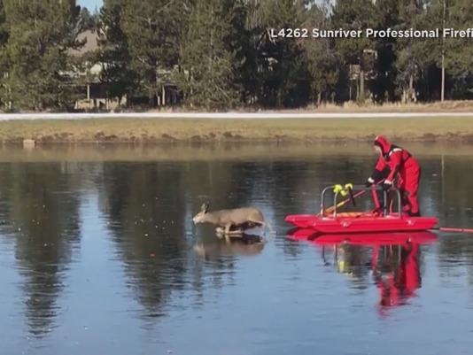 departamento de bomberos de sunriver en oregon rescatan un venado atrapado en el hielo delgado y resbaloso con un nuevo tipo de trineo de rescate 