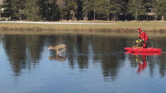 departamento de bomberos de sunriver en oregon rescatan un venado atrapado en el hielo delgado y resbaloso con un nuevo tipo de trineo de rescate 