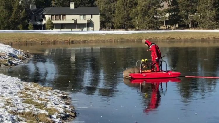 departamento de bomberos de sunriver en oregon rescatan un venado atrapado en el hielo delgado y resbaloso con un nuevo tipo de trineo de rescate 