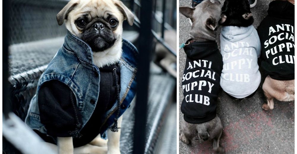 Los perros también pueden ir a la moda y el resultado es «zoorpredentemente» tierno