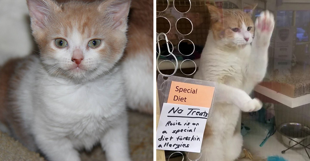 Gatita que quería ser adoptada por encima de todo se puso patas a la obra para conseguirlo