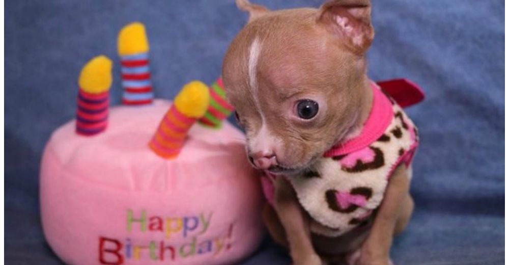 Sasha, la pitbull más pequeñita del mundo, está decidida a crecer sana y fuerte