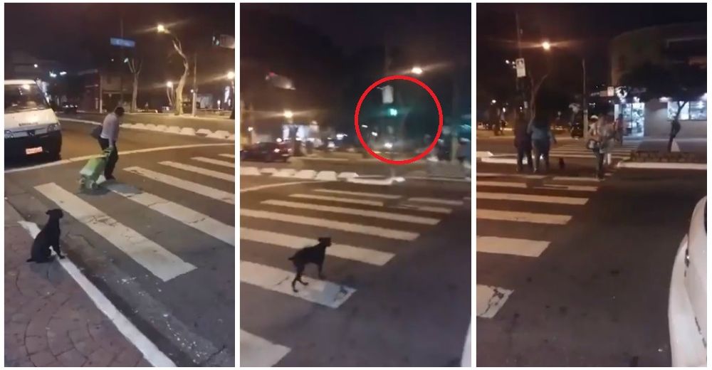 Zoorprendente – Un perrito causa sensación al cruzar la calle respetando las luces del semáforo