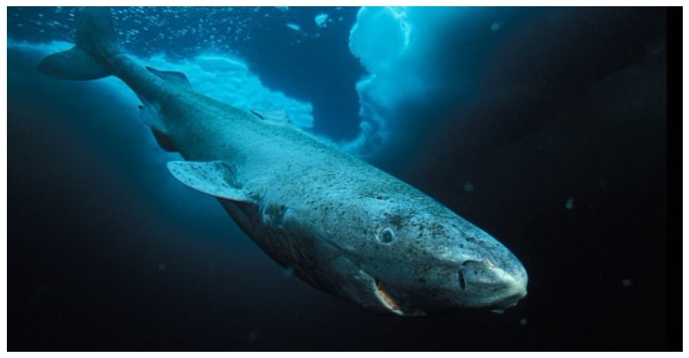 El tiburón de Groenlandia podría tener el secreto de la vida eterna para los humanos El tiburón de Groenlandia podría tener el secreto de la vida eterna para los humanos