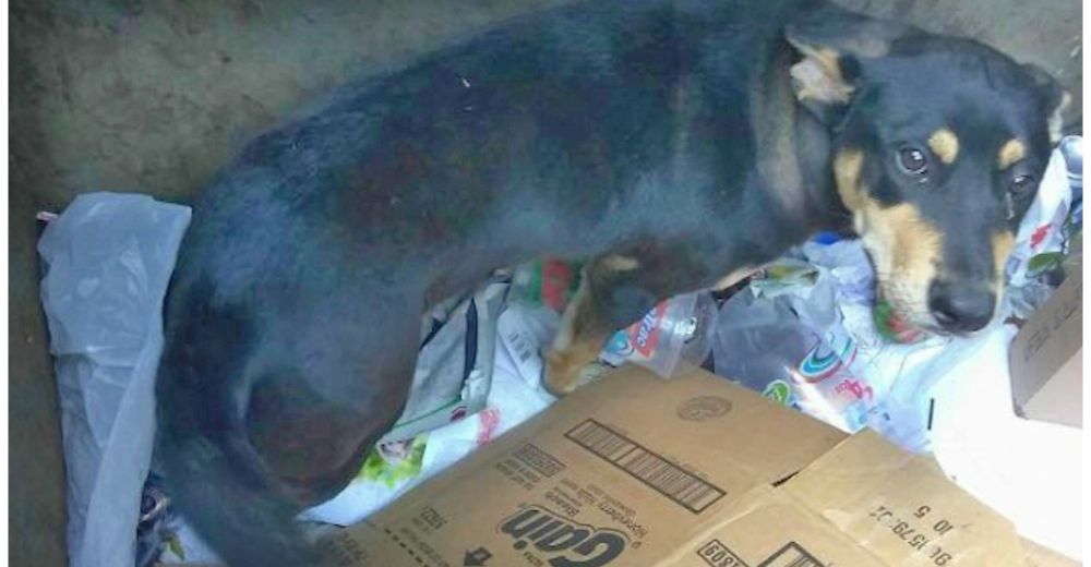 Chance es rescatado de morir tras ser cruelmente abandonado en un contenedor de basura