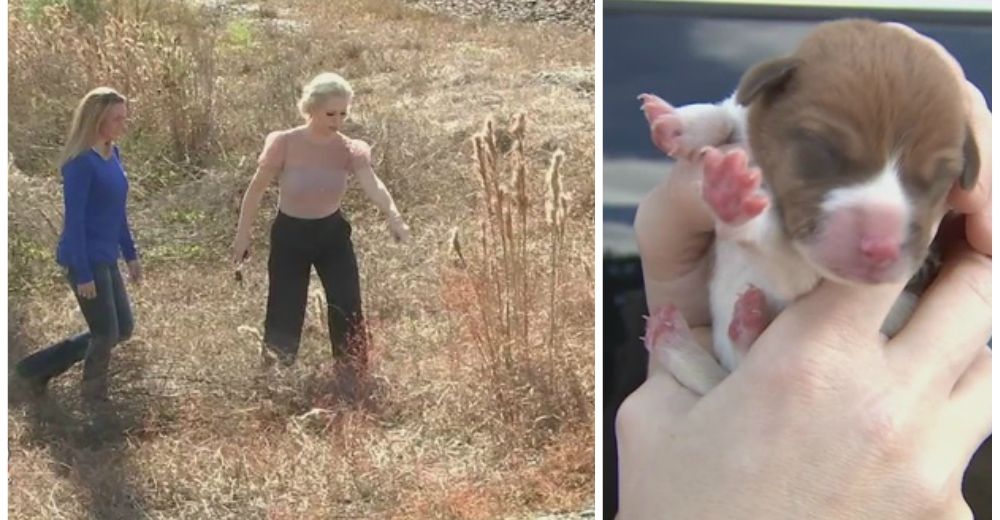 Dejaron a un cachorro junto a las vías del tren para que muriera del modo más cruel Dejaron a un cachorro junto a las vías del tren para que muriera del modo más cruel