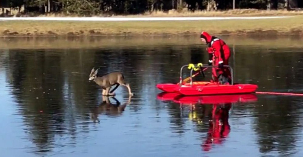 Este venado estaba en apuros, pero su rescate te hará creer de nuevo en los milagros de Navidad
