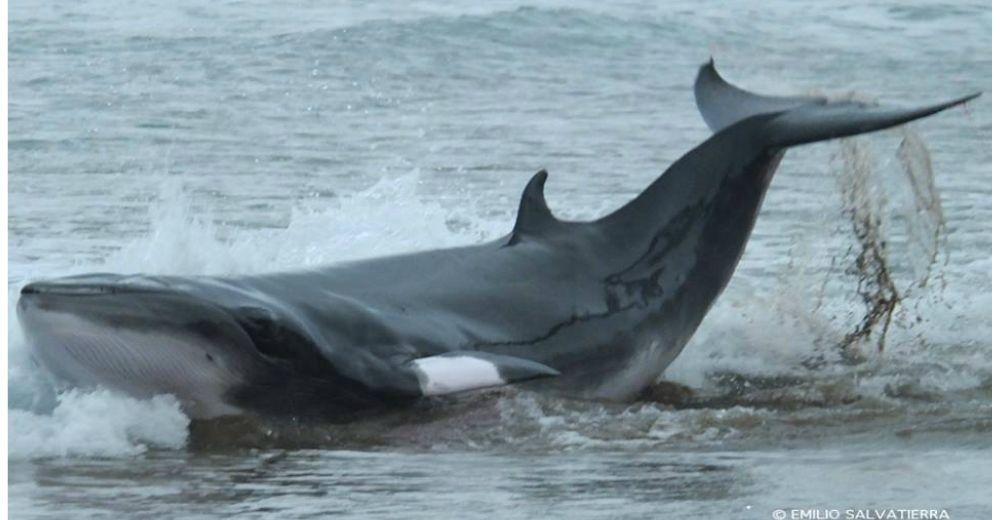 Una ballena casi pierde la vida por buscar alimento… pero fue salvada de un drástico final Una ballena casi pierde la vida por buscar alimento… pero fue salvada de un drástico final