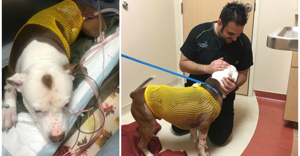 Por defender a su familia de los ladrones, este pitbull casi pierde la vida Por defender a su familia de los ladrones, este pitbull casi pierde la vida
