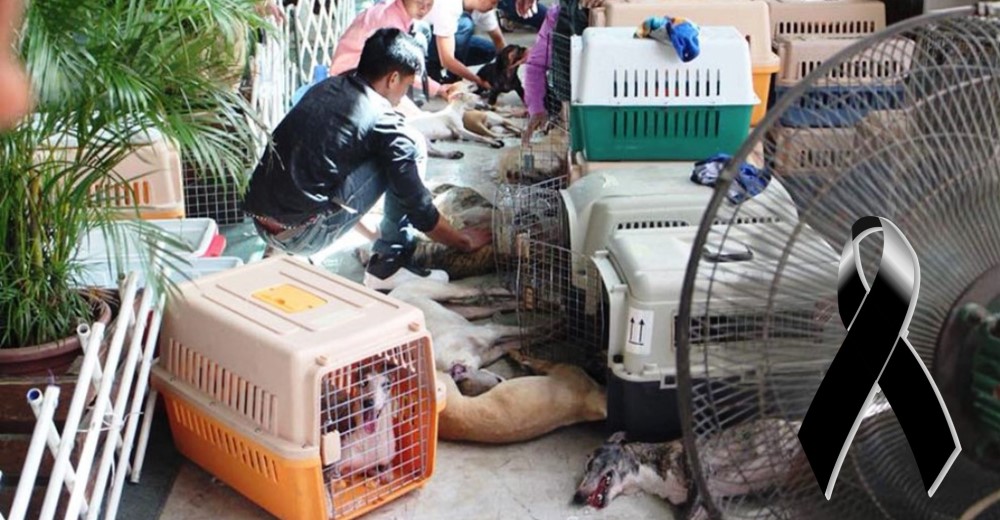 Mueren 30 perros sofocados en una furgoneta que los trasladaba a un evento canino