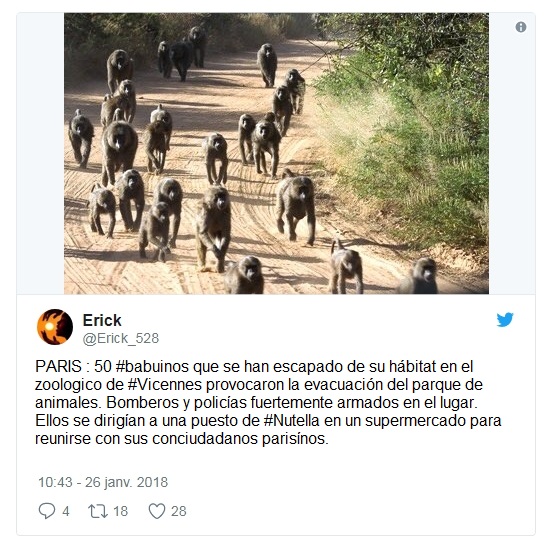 52 babuinos escaparon del zoo de paris esta semana recordatorio de la astucia y deseo de libertad de estas criaturas vincennes grand roche