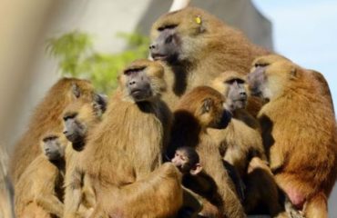52 babuinos escaparon del zoo de paris esta semana recordatorio de la astucia y deseo de libertad de estas criaturas vincennes grand roche