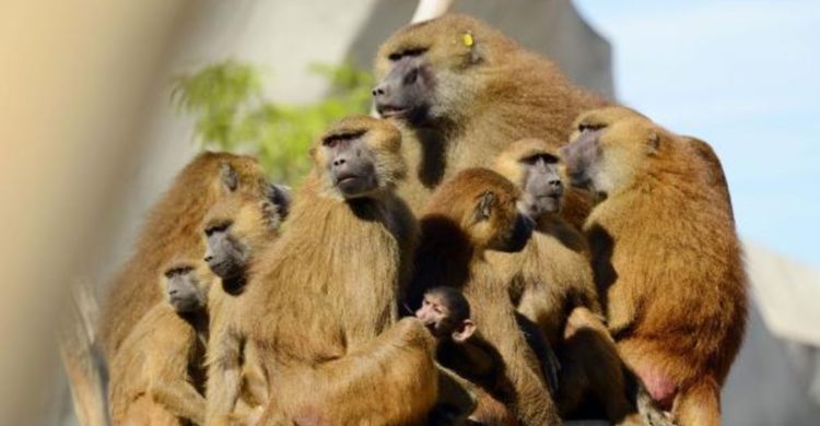 52 babuinos escaparon del zoo de paris esta semana recordatorio de la astucia y deseo de libertad de estas criaturas vincennes grand roche