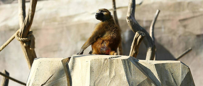 52 babuinos escaparon del zoo de paris esta semana recordatorio de la astucia y deseo de libertad de estas criaturas vincennes grand roche