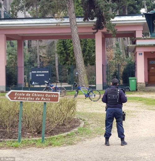 52 babuinos escaparon del zoo de paris esta semana recordatorio de la astucia y deseo de libertad de estas criaturas vincennes grand roche