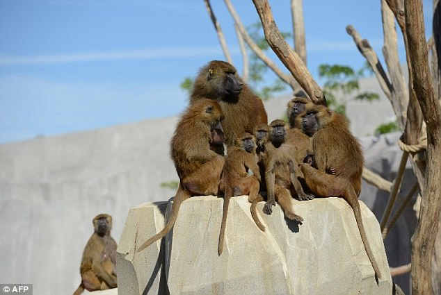 52 babuinos escaparon del zoo de paris esta semana recordatorio de la astucia y deseo de libertad de estas criaturas vincennes grand roche