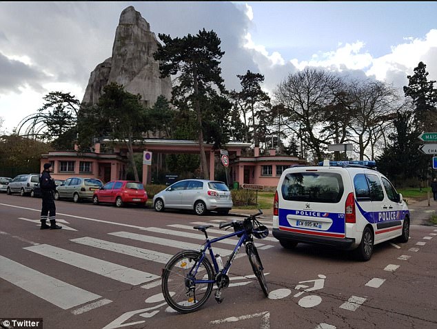 52 babuinos escaparon del zoo de paris esta semana recordatorio de la astucia y deseo de libertad de estas criaturas vincennes grand roche