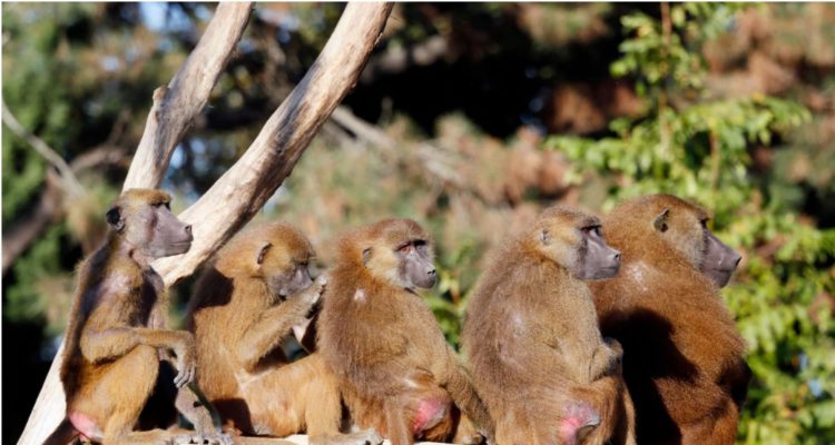 52 babuinos escaparon del zoo de paris esta semana recordatorio de la astucia y deseo de libertad de estas criaturas vincennes grand roche