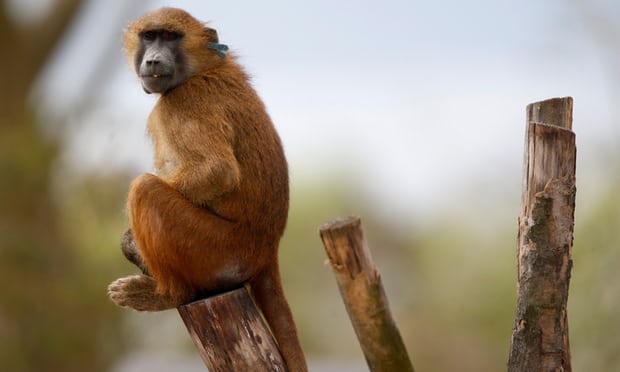 52 babuinos escaparon del zoo de paris esta semana recordatorio de la astucia y deseo de libertad de estas criaturas vincennes grand roche