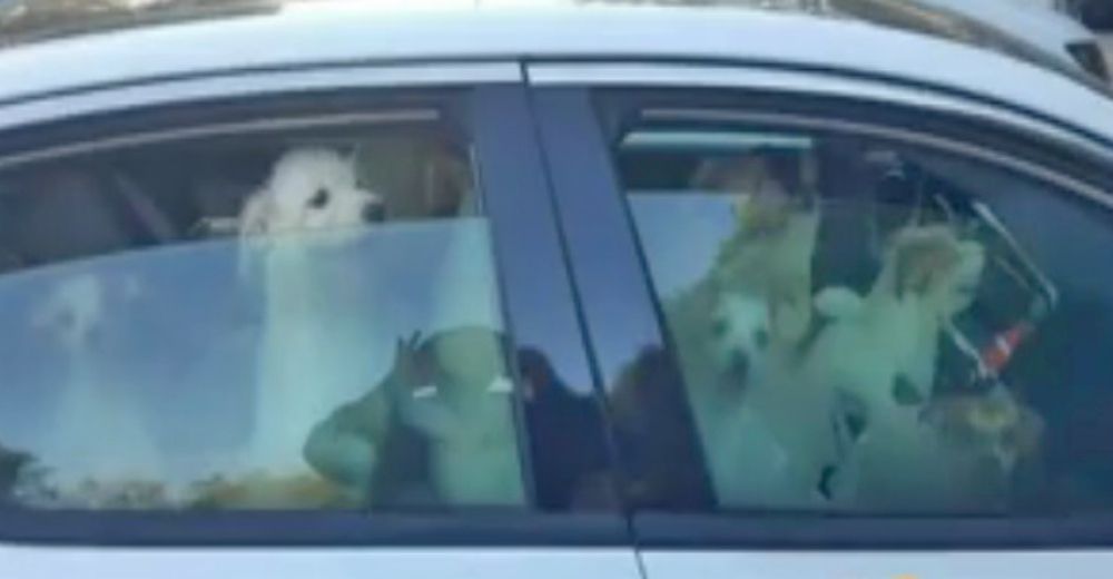 Una mujer se encuentra inesperadamente con 27 perros abandonados y se dispone a rescatarlos Una mujer se encuentra inesperadamente con 27 perros abandonados y se dispone a rescatarlos